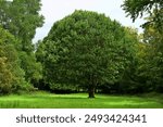 A beautiful green tree in a green field, in Ireland.