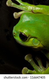 A beautiful green tree frog displays his huge green hands while climbing on black.