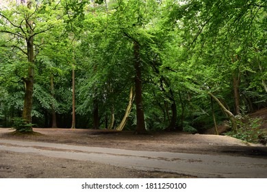 Beautiful Green Trees Landscapes. Area Of Outstanding Natural Beauty (AONB), Surrey Hills, Uk.