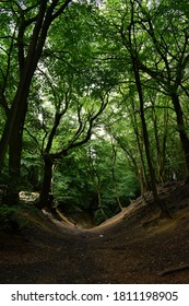 Beautiful Green Trees Landscapes In Surrey Hills  Area Of Outstanding Natural Beauty (AONB).