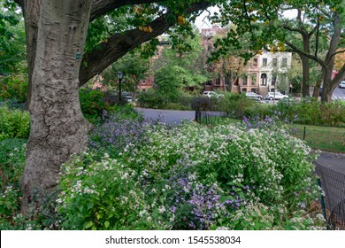 Beautiful Green Trees And Plants At Fort Greene Park In Brooklyn New York