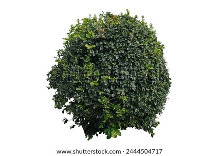 Beautiful green trimmed tako tree, shrub or bush, ornamental plant bending in pot isolated on white background, clipping path included
