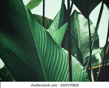 Beautiful of green tropical leaves - Shutterstock ID 1029570820
