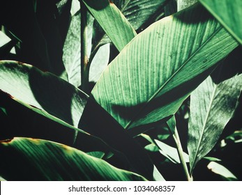 Beautiful of green tropical leaves - Shutterstock ID 1034068357
