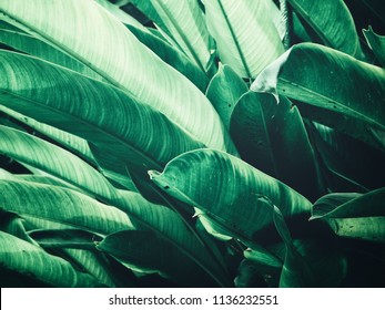 Beautiful of green tropical leaves - Shutterstock ID 1136232551