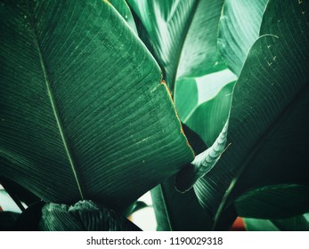 Beautiful of green tropical leaves - Shutterstock ID 1190029318