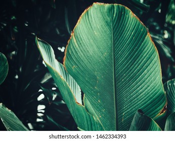 Beautiful of green tropical leaves - Shutterstock ID 1462334393
