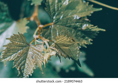 Beautiful green vine of a grape. - Shutterstock ID 2189074463