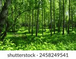 beautiful green wald -green landscape photographed in south slovakia in apringtime 2024