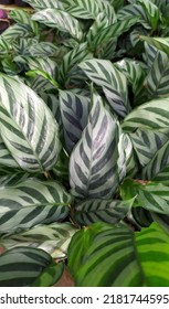 Beautiful Green White Leaves Pattern Of Calathea Fredii Or Freddie, Maranta, Maranthaceae, A Tropical Ornamental Plant Known As Prayer Plant