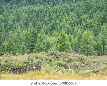 Beautiful Green Wild Taiga In Mongolia