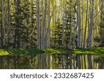 Beautiful green and yellow aspen forest reflecting off a spring snow melt pond in the Coconino National Forest outside of Flagstaff, Arizona 