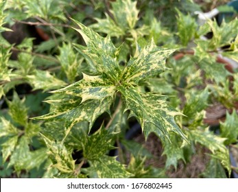 Beautiful Green Yellow Leaves Texture Background. This Is Holly Osmanthus Or Devilwood, Chinese Holly Or Holly Olive, False - Osmantus Heterophyllus Tree