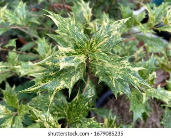 Beautiful Green Yellow Leaves Texture Background. This Is Holly Osmanthus Or Devilwood, Chinese Holly Or Holly Olive, False - Osmantus Heterophyllus Tree