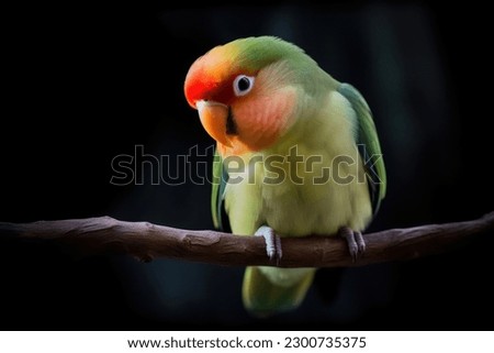 A beautiful green and yellow lovebird