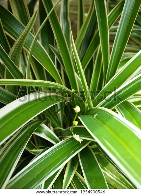 Beautiful Greenery Daun Hijau Stock Photo 1954900546 | Shutterstock