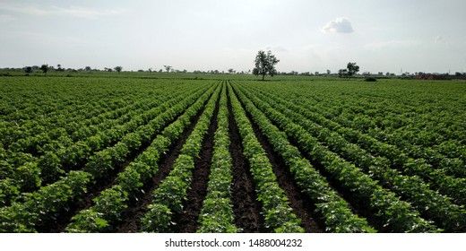 Farm Field Planted Pepper Crops Growing Stock Photo 2031526355