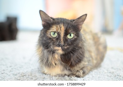 
beautiful green-eyed cat lies on a rug - Shutterstock ID 1758899429