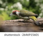 beautiful greev-yelow bird woodpecker bird in the forest