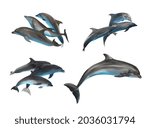 Beautiful grey bottlenose dolphins on white background, collage