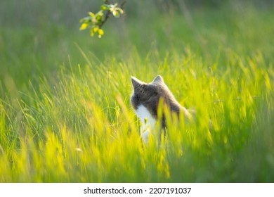 Beautiful Grey Cat Hiding In Green Grass Walking In Nature