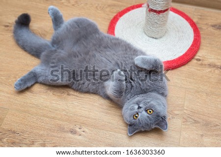 Beautiful grey cat lying in a belly-up position