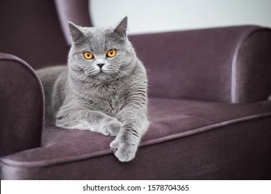 British Shorthair Images Stock Photos Vectors Shutterstock