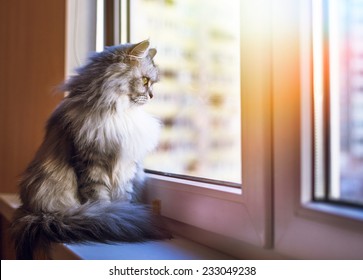 Beautiful Grey Cat Sitting On Windowsill And Looking To A Window 