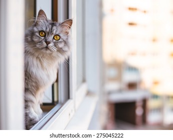 Beautiful Grey Cat Sitting On Windowsill And Looking To A Window 