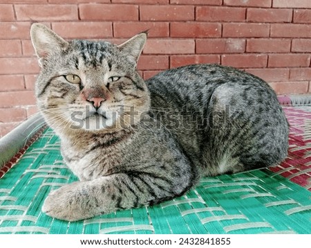 Beautiful grey cat sitting outside