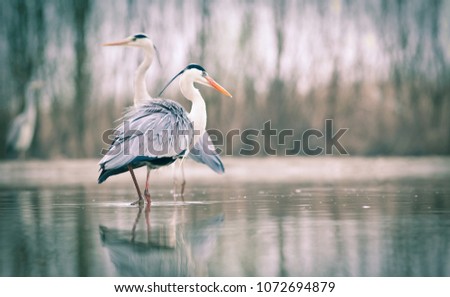beautiful grey heron fishing on a lake - wildlife in its natural habitat