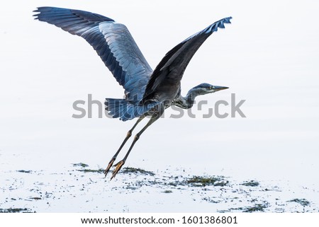 Similar – Image, Stock Photo Gray heron in flight