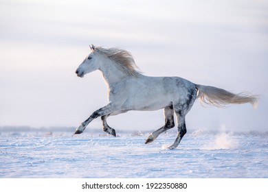 Beautiful grey horse running free on the winter meadow.