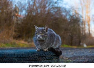 Beautiful Grey House Cat Walking Outside, Evening Light