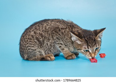 Beautiful Grey Kitten Eating Meat On A Blue Background