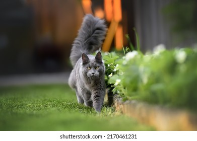 Beautiful Grey Maine Coon Cat Walking Outdoors 