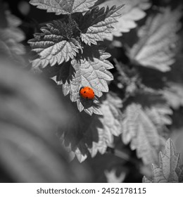 Beautiful grey nature and colored element, red ladybug on grey leaves, red beetle and black and white plants, outdoor