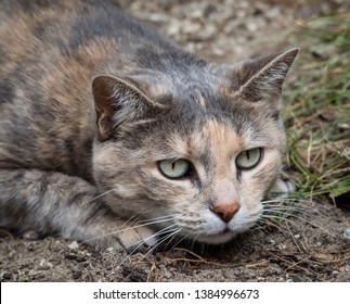 Beautiful Grey Peach Tortoiseshell Tabby Cat Stock Photo 1384996673 ...