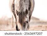 beautiful grey pony horse in paddock paradise pretty equine photo