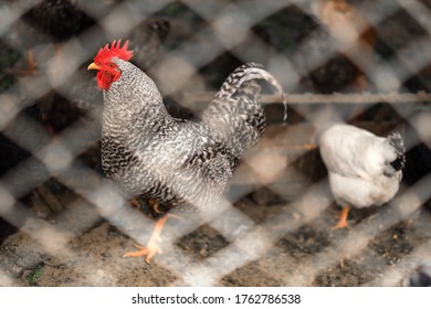 A Beautiful Grey Rooster With A Red Crest Behind A Net Of A Clean Chicken Coop Stands Sideways And Looks At The Camera. High Quality Photo