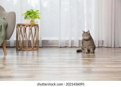 Beautiful Grey Tabby Cat In Living Room At Home, Space For Text. Cute Pet