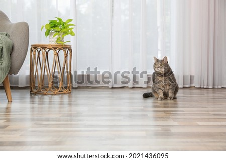 Beautiful grey tabby cat in living room at home, space for text. Cute pet