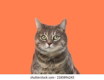 Beautiful Grey Tabby Cat On Pale Orange Background