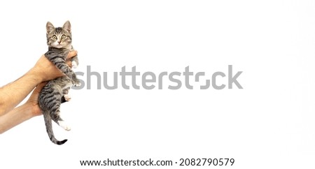Beautiful grey tabby kitten in hands. Small furry cat on white wall background. hand holding baby pet. Veterinary concept.
