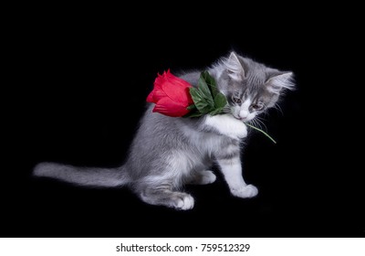 90 Cat holding flower in mouth Images, Stock Photos & Vectors ...
