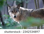 A beautiful grey wolf standing among the trees