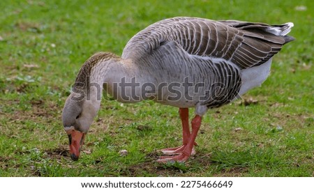 Beautiful greylag goose grazing, wild goose 