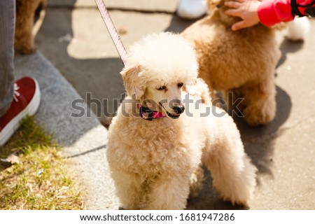 Beautiful groomed white dwarf poodle standing on city street