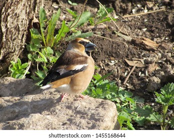 beautiful grosbeak bird on brown earth - Shutterstock ID 1455168644