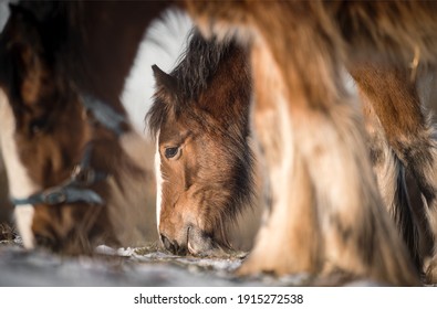 Beautiful group of big Irish Gypsy cob horses foals grazing and eating grass wild in snow on ground cold deep snowy winter field shire horse with head down